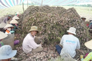 Lãi 'khủng' nhờ trồng khoai lang tím Nhật